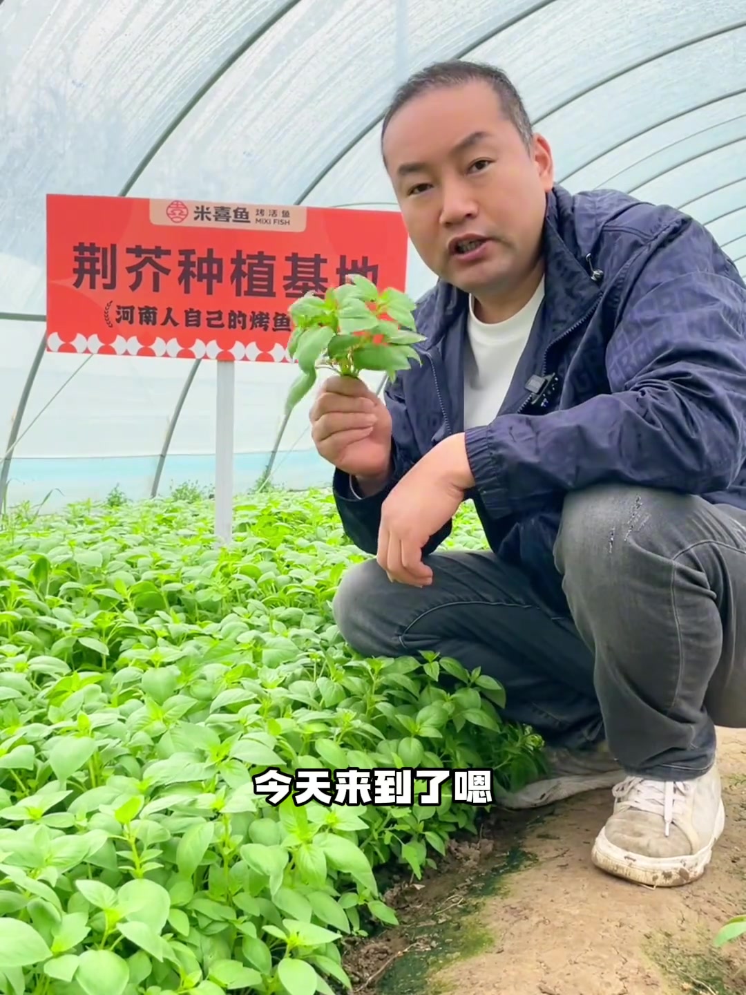 来到米喜鱼让你尝到2024年的 第一口荆芥