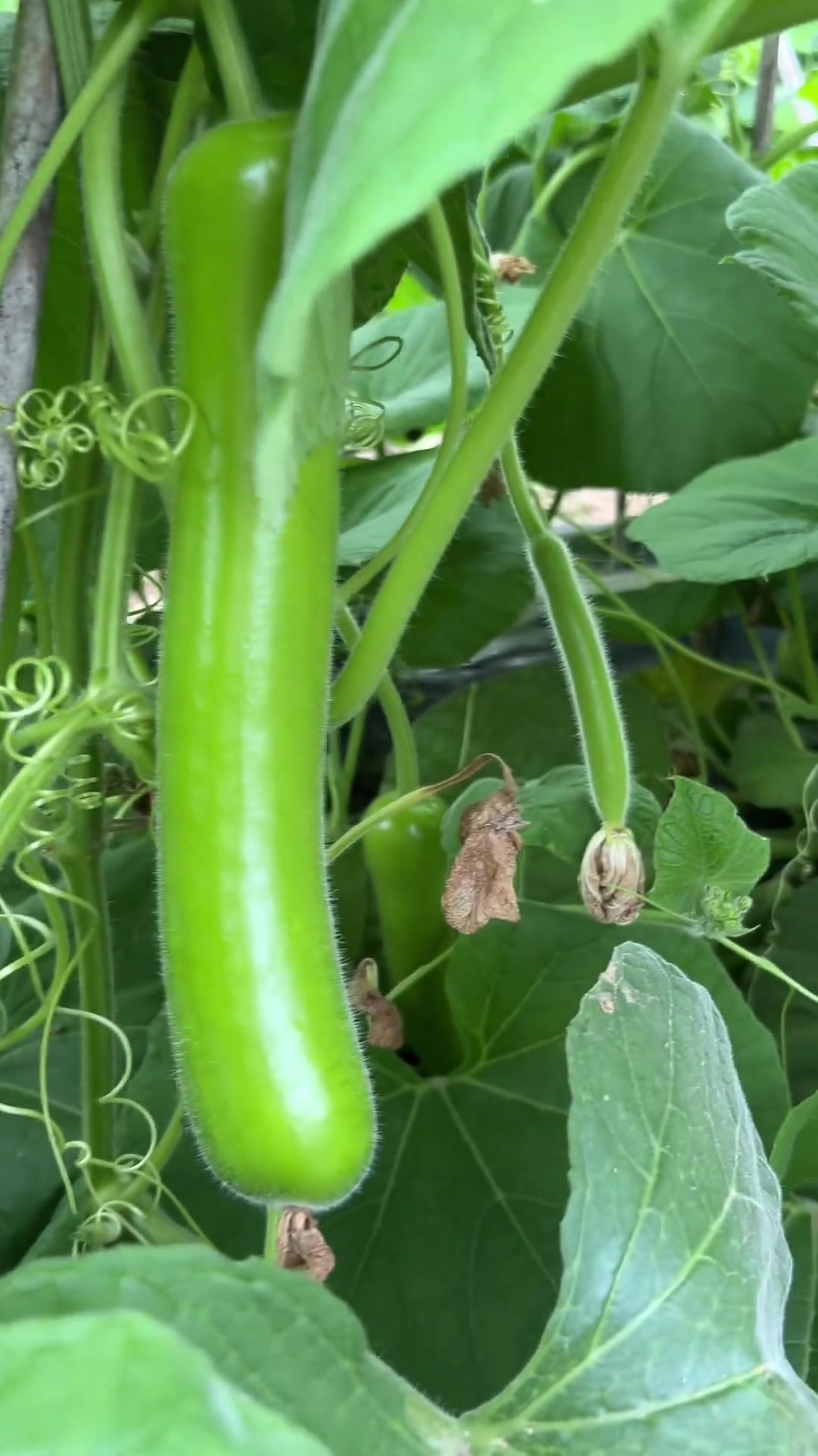 湖北农家菜园 这就是我们湖北农家菜园,都是自己种的