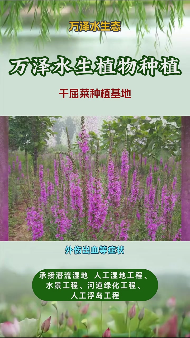 千屈菜一平米种多少株