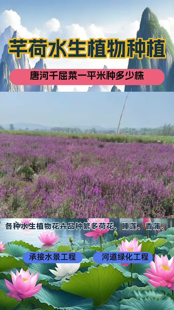 千屈菜种苗报价