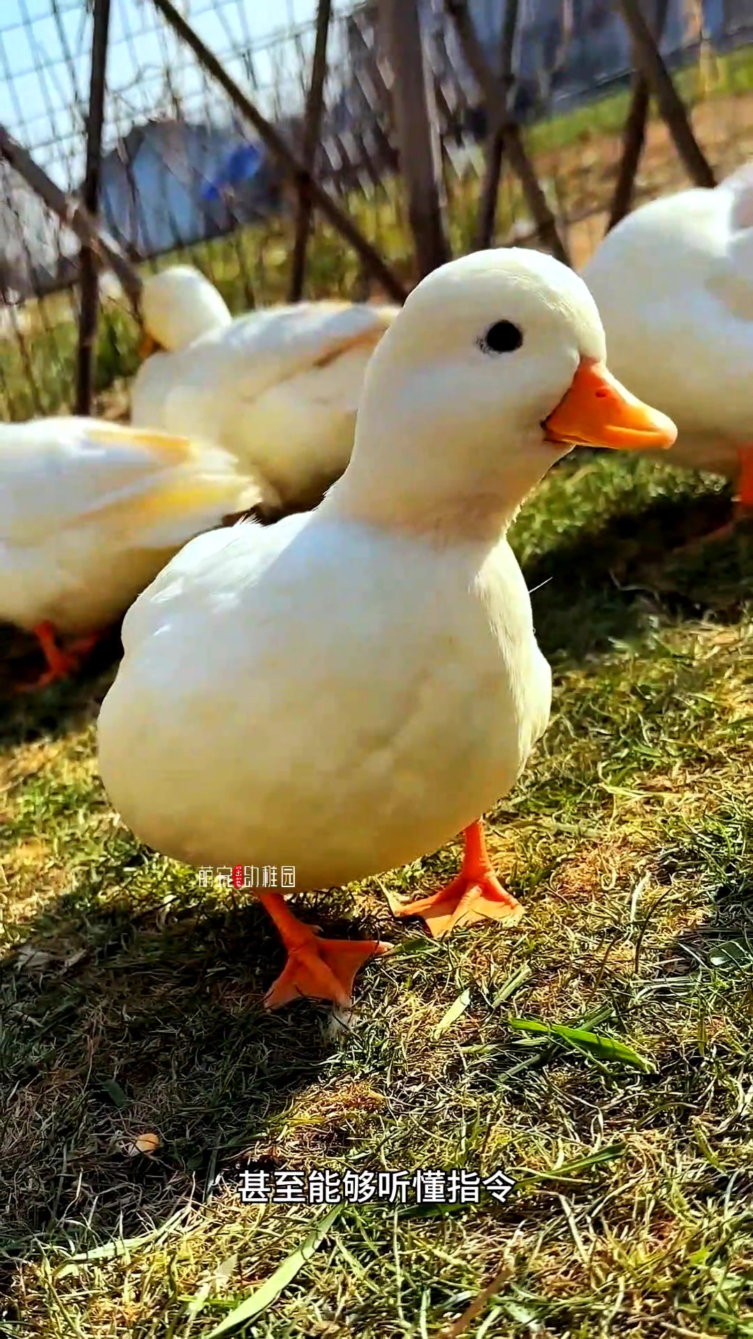柯尔鸭多少钱一只