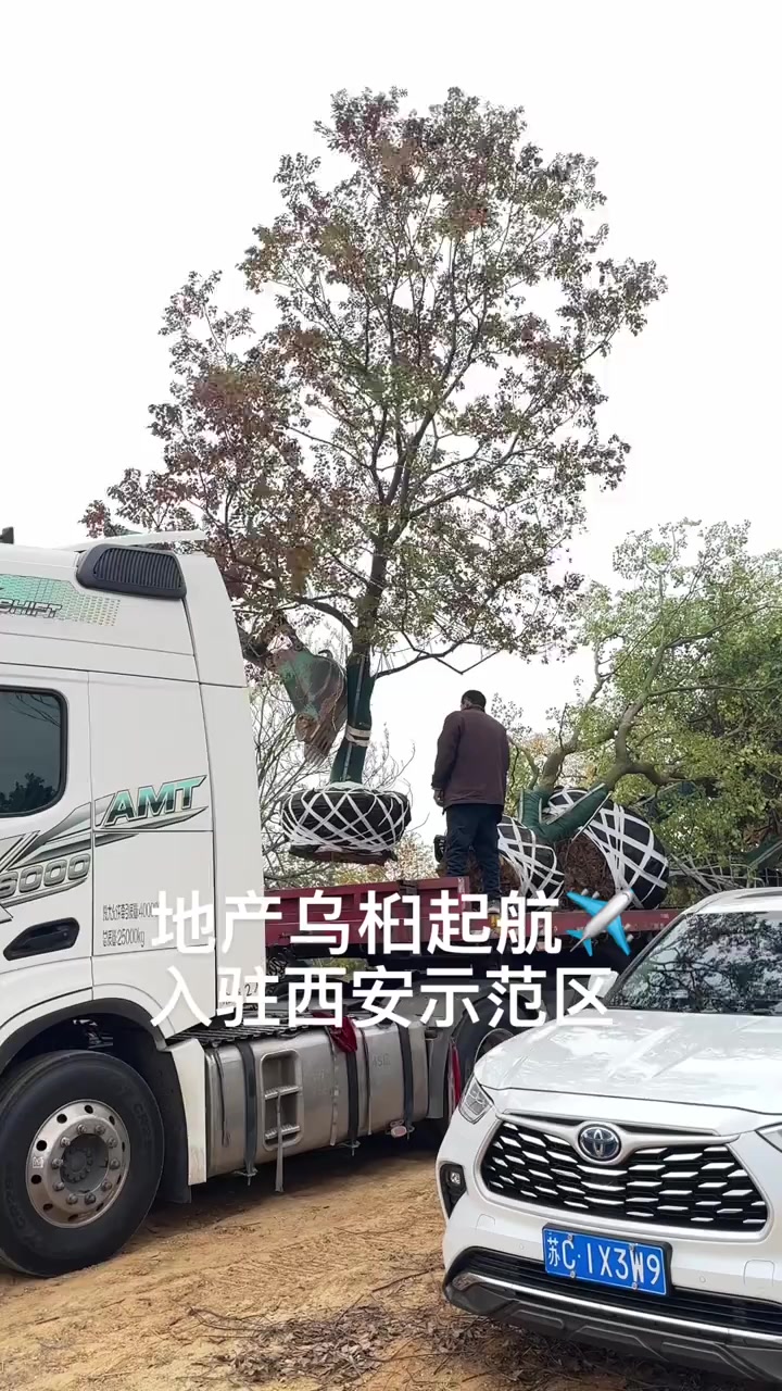 我在乌桕苗圃基地等你 银杏乌桕朴树红枫黑松