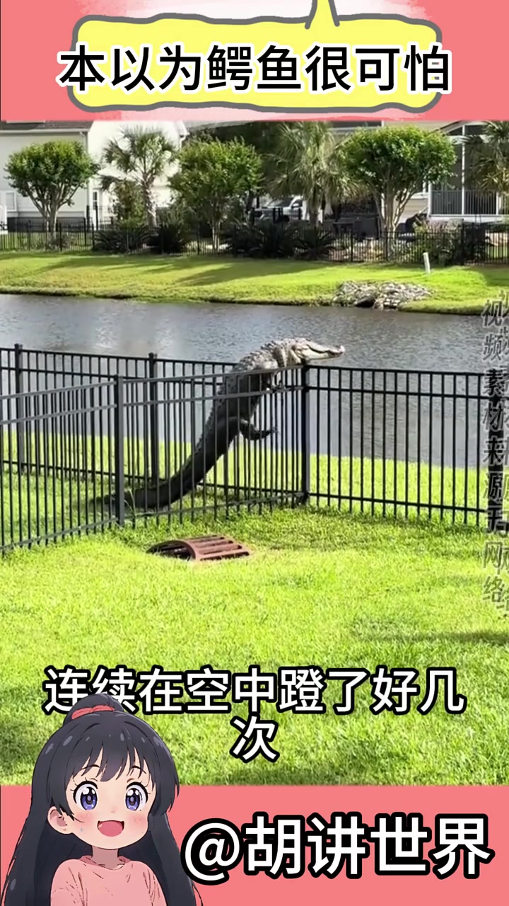 本以为鳄鱼很可怕,没想到竟还有“反差”