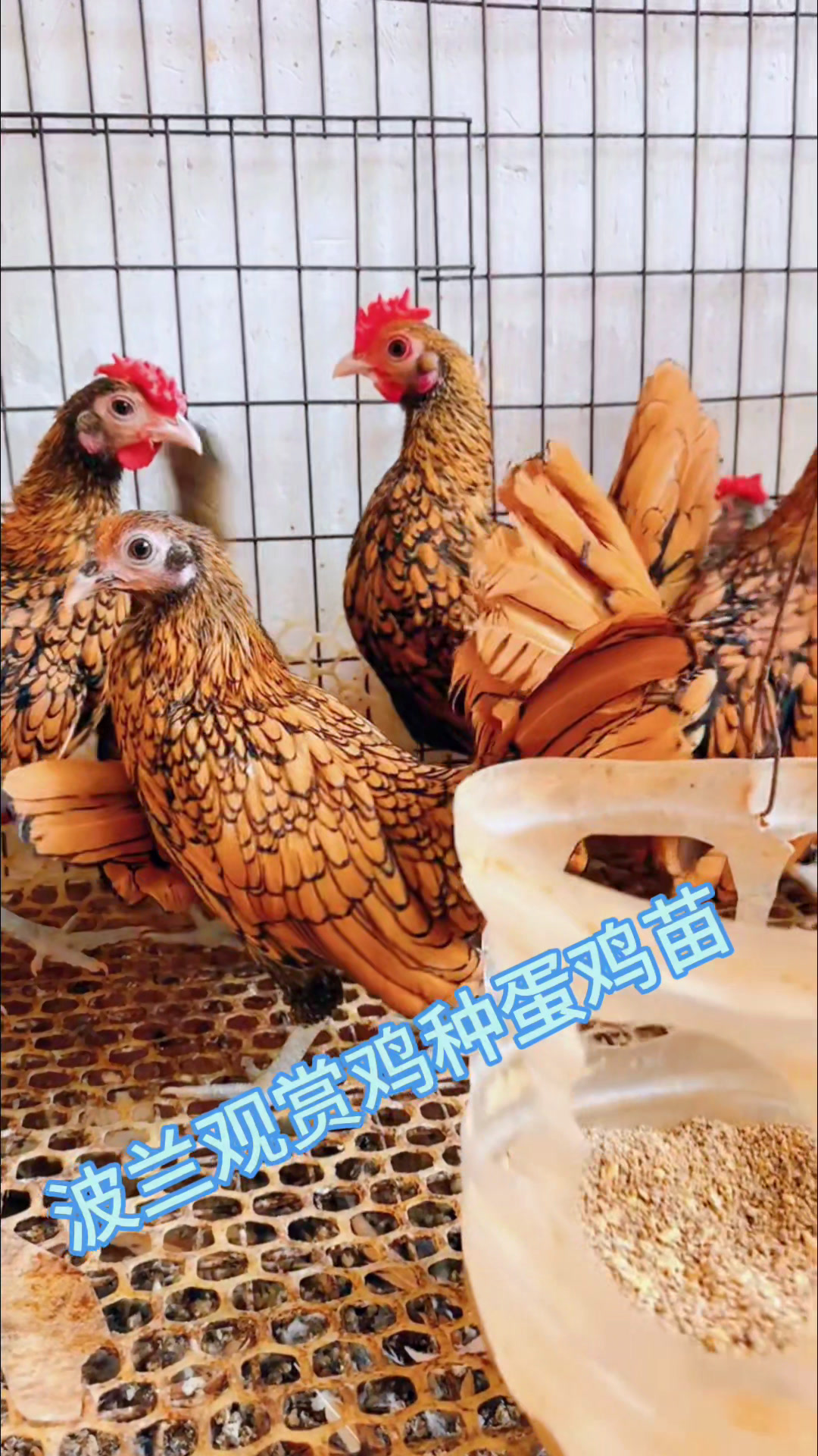 波兰鸡观赏鸽、鸡苗、种蛋包送到家