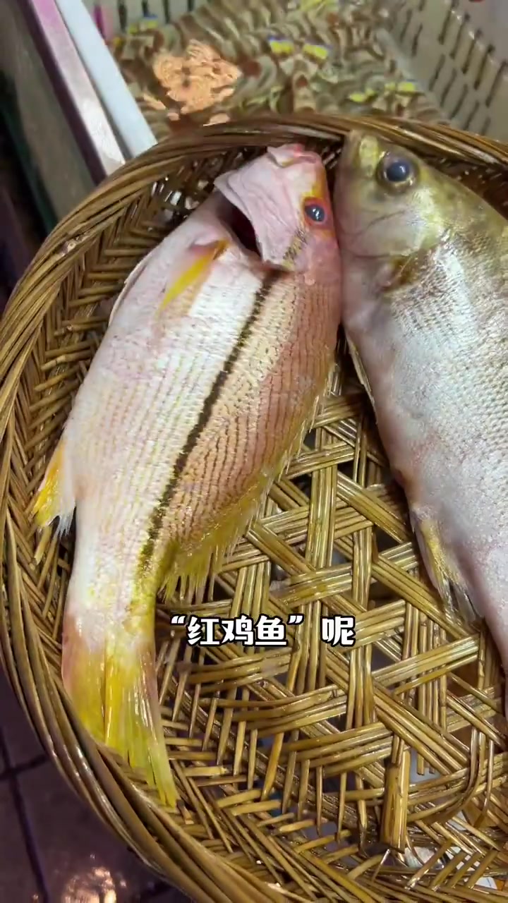 潮汕三条鸡鱼,红鸡鱼、乌鸡鱼、尖鸡鱼