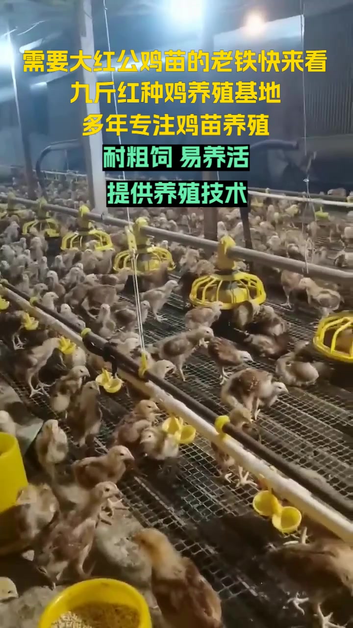 我们的鸡苗繁殖能力强,为养殖户提供稳定、高效的养殖资源。大红