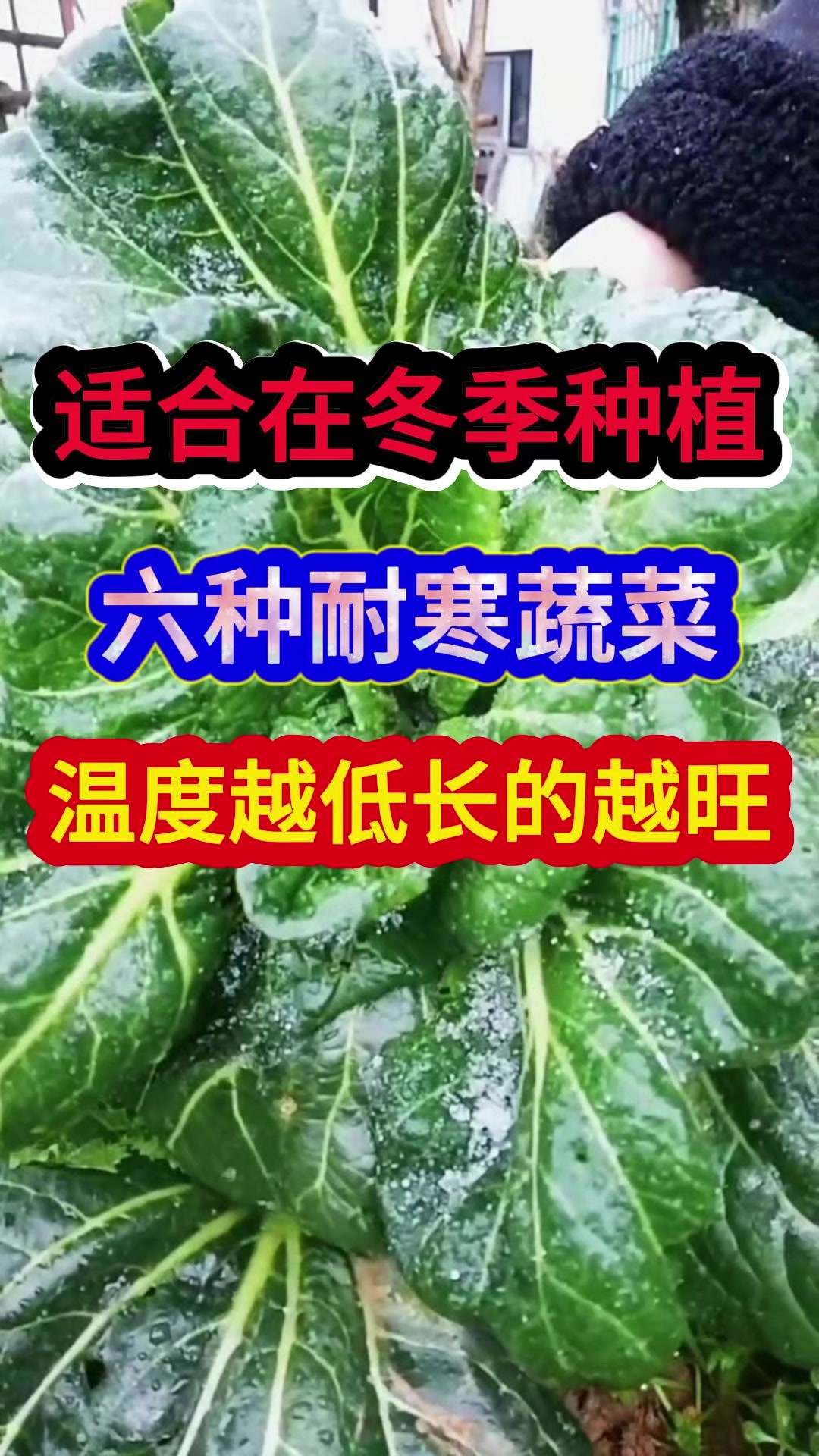 适合在冬季种植的六种耐寒蔬菜温度越低长的越旺
