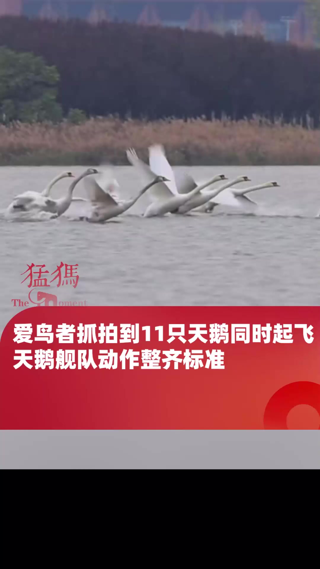 爱鸟者抓拍到11只天鹅同时起飞,天鹅舰队动作整齐标准