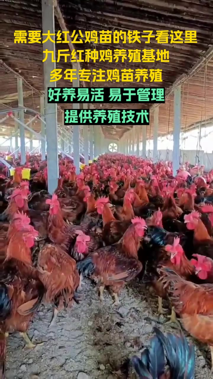 选择九斤红种鸡场,开启您养殖事业的成功之路。专业培育,品质保