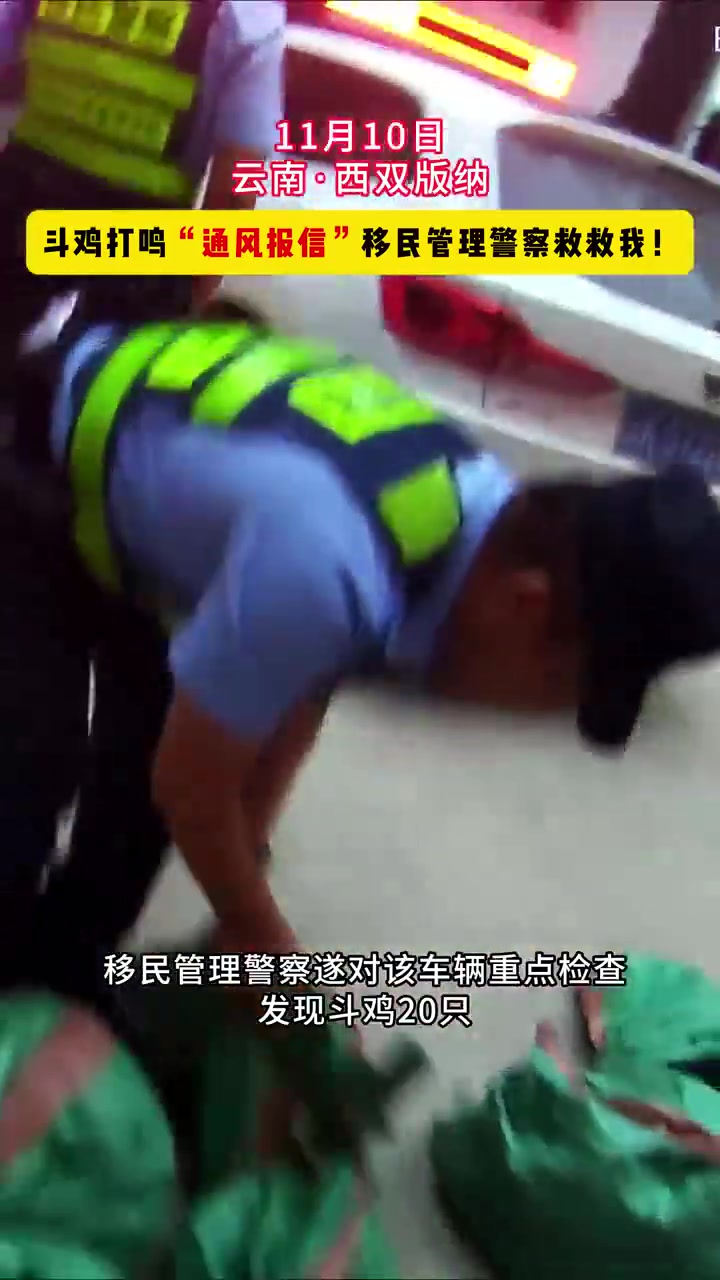 斗鸡打鸣“通风报信”:移民管理警察救救我!(云南西双版纳勐腊勐满边境派出所 周少飞 邓春华