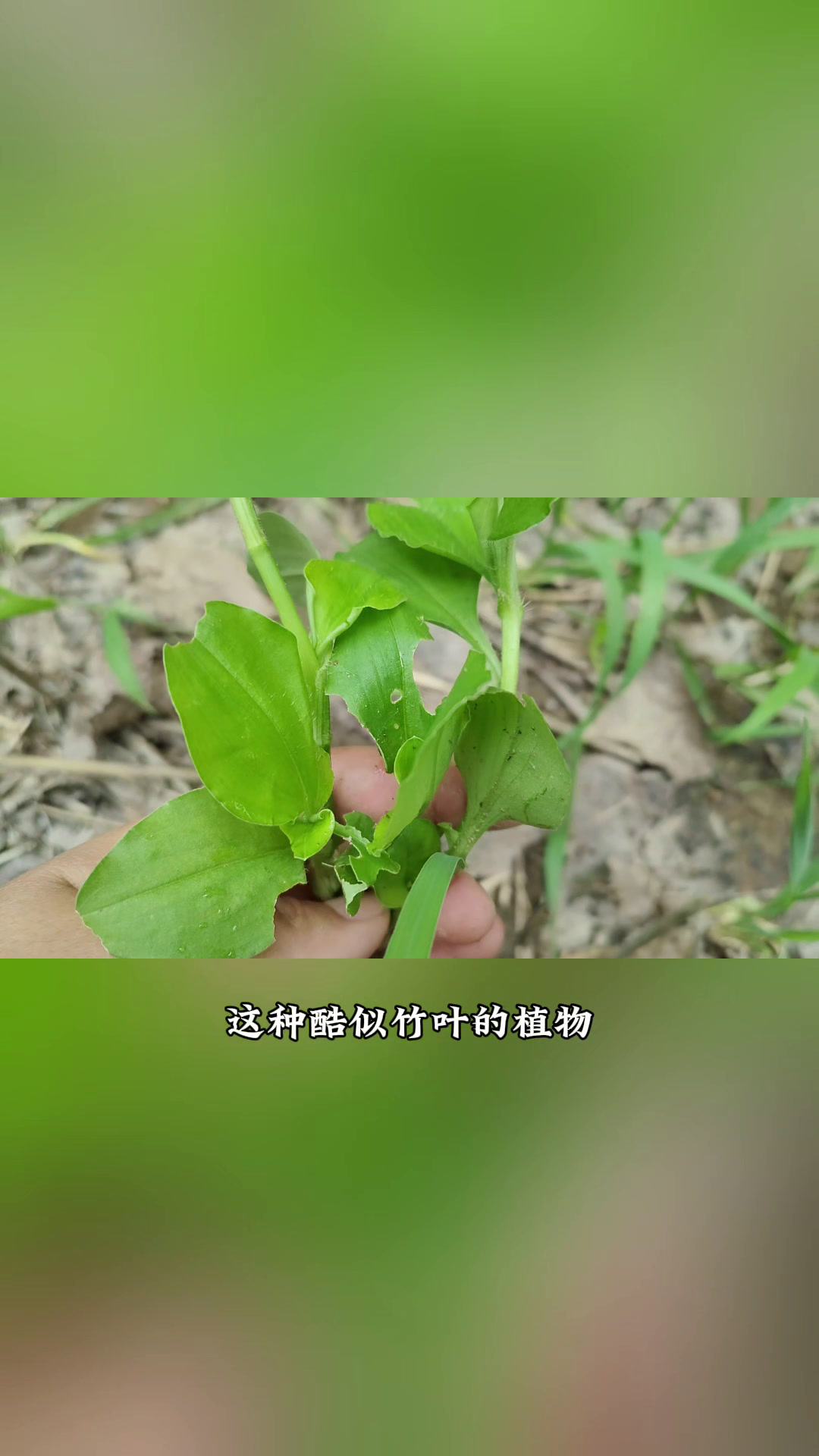 河沟边常见的饭包草,又名痰火草,制成茶厉害了,实用