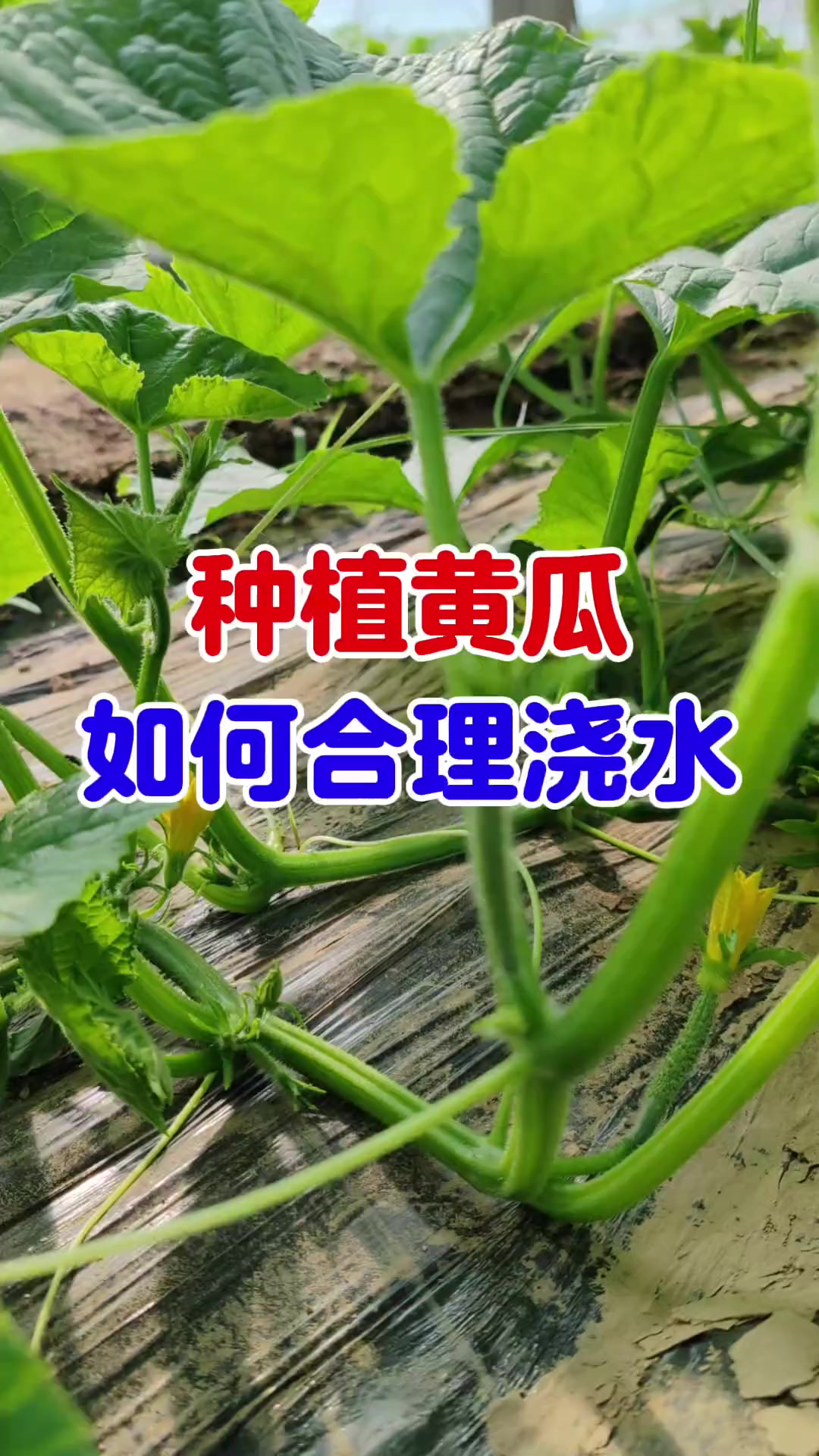 种植黄瓜,如何合理浇水种菜小技巧