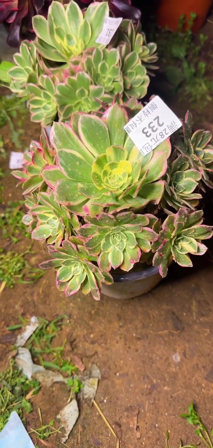 云南多肉植物直播,鲜亮叶片,色彩艳丽,快来选购!