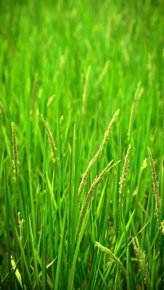 秋风起,食腊味,挂起一串串腊肉,感受第一阵清爽西风