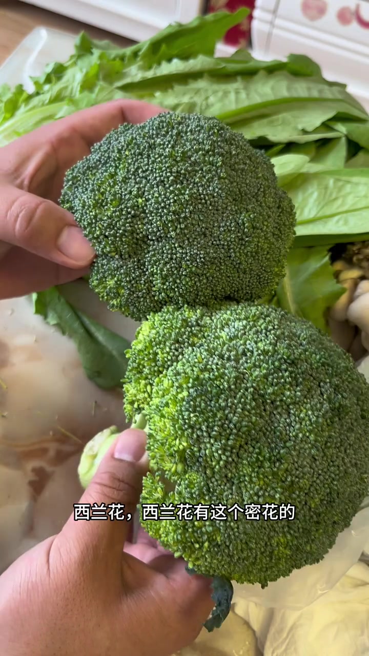 油麦菜怎么挑?西兰花怎么挑?鲜蘑怎么挑?东北早市土豆哥教你怎么挑选营养健康又美味的油麦菜,