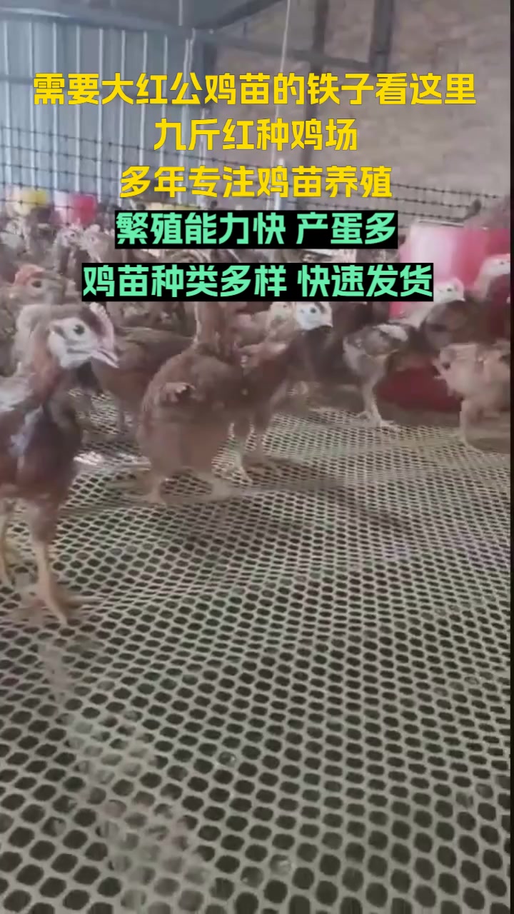 欢迎来到济宁市兖州区九斤红种鸡场,多年专注红玉鸡苗养殖。红玉