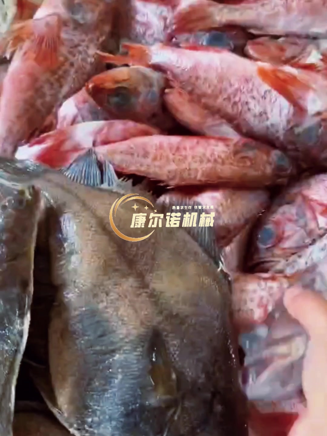 东星斑鱼去鱼鳞视频 高压水去鱼鳞机 红利鱼脱鱼鳞设备 不伤皮