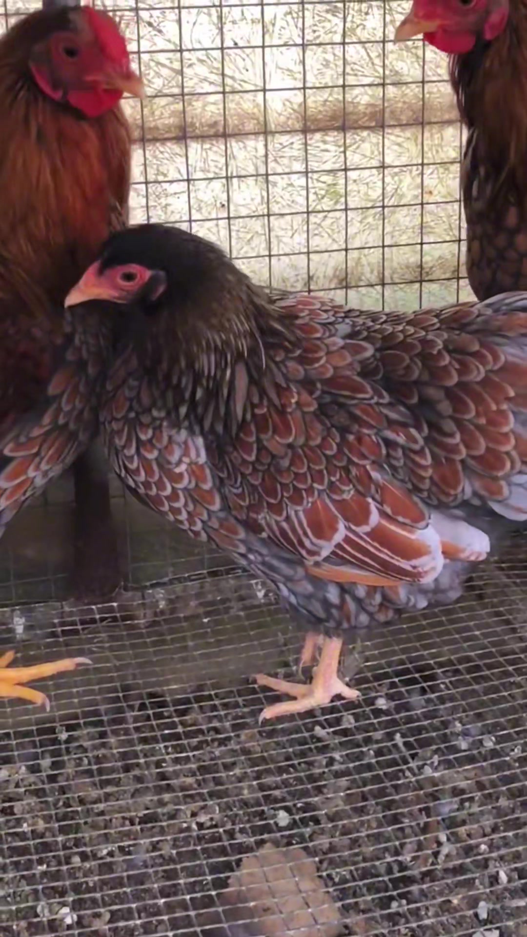 怀特鱼鳞观赏鸡、鸡苗、受精蛋包邮到家