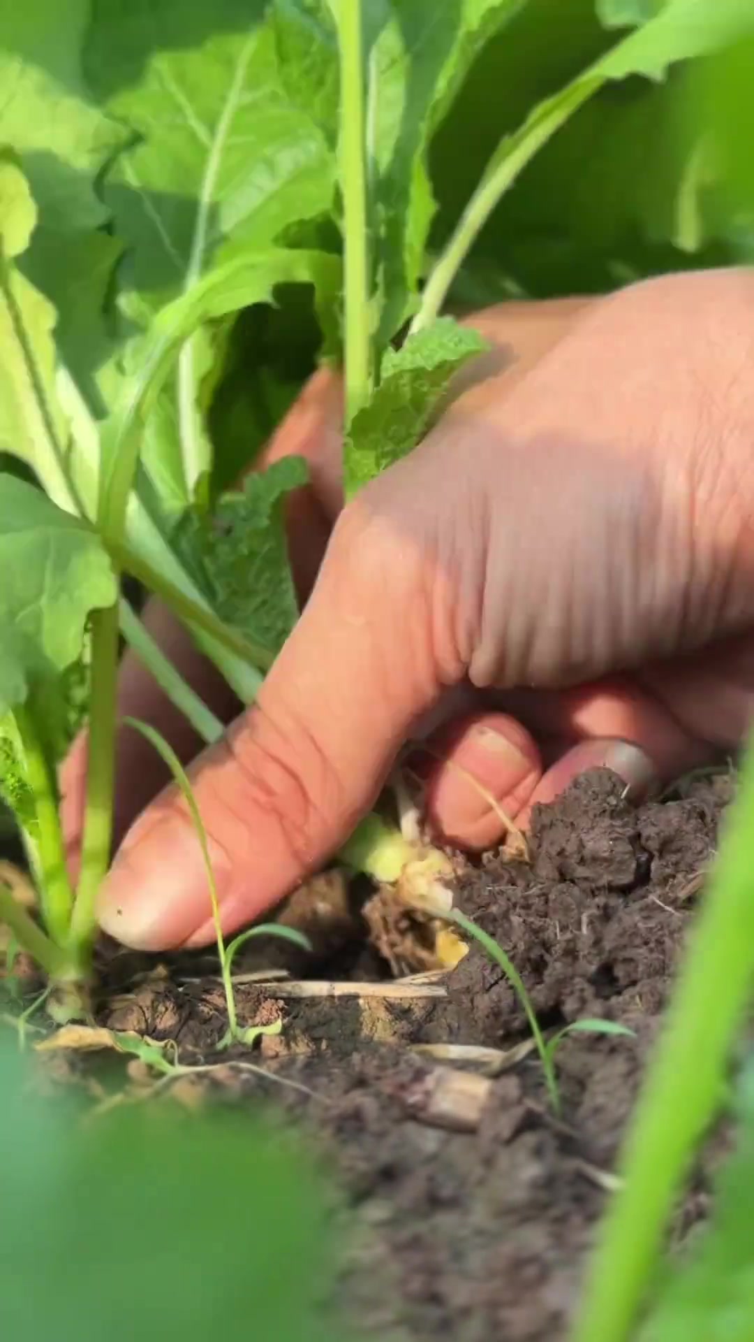 时间过得真快,又到了大头菜栽种的季节