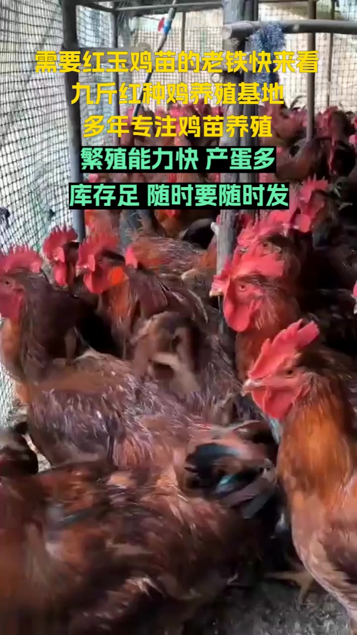 走进九斤红种鸡场,感受红玉鸡苗的专业养殖氛围,品质之选。大红