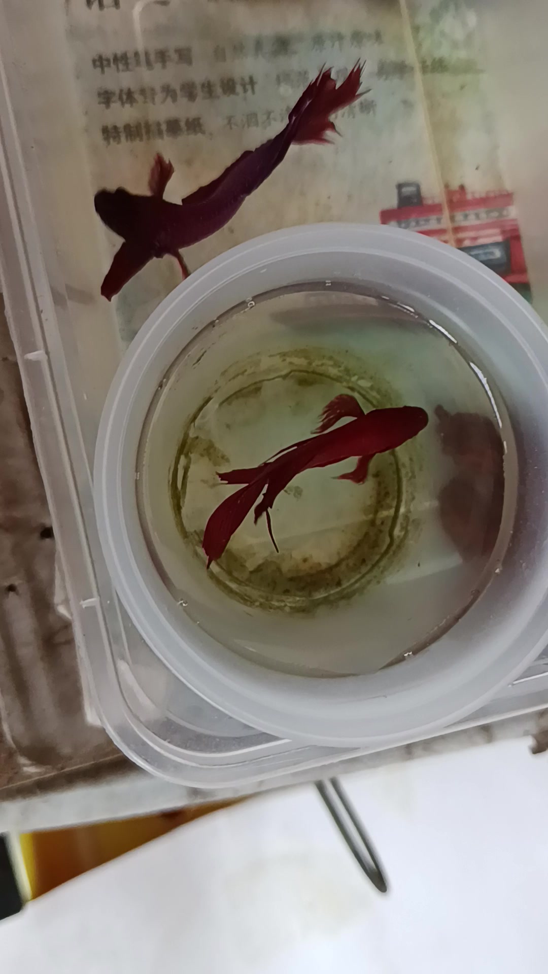 公马尾斗鱼打架,紫色和红色。