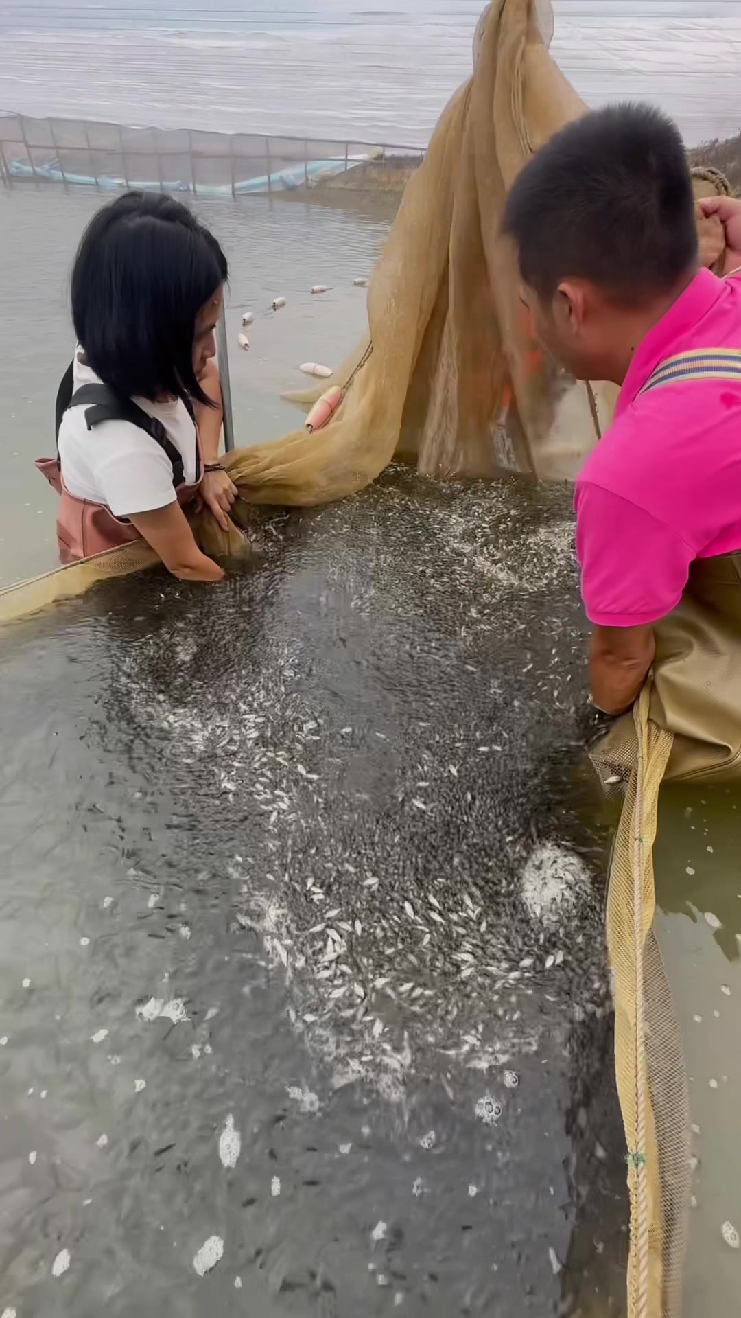 罗非鱼鱼苗,养殖基地