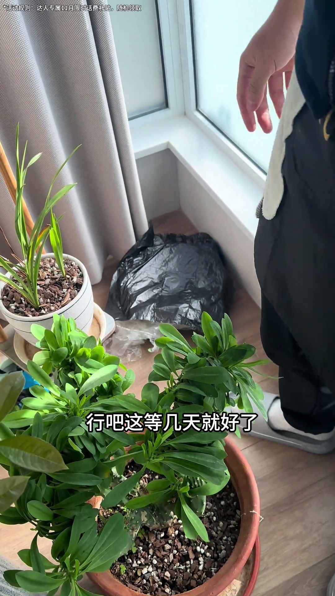 韭菜花味臭鳜鱼 怎么把一条鱼做的连猫都不吃