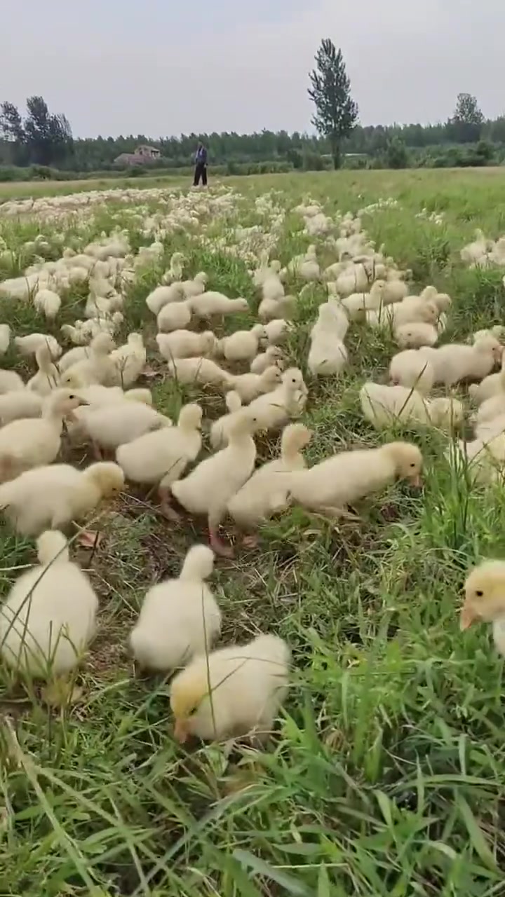 最好养的五种鹅,你知道是啥品种