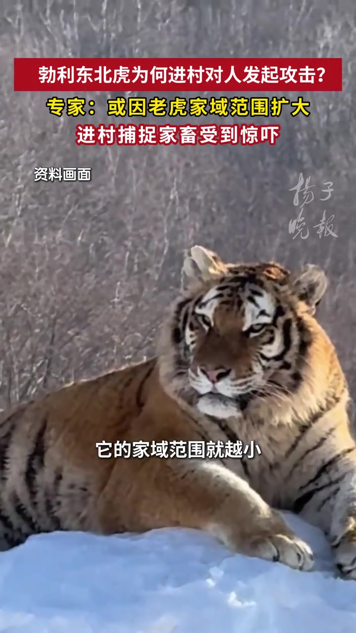 专家:勃利东北虎或为捕捉家畜进村,成年虎能轻松扑倒一头牛
