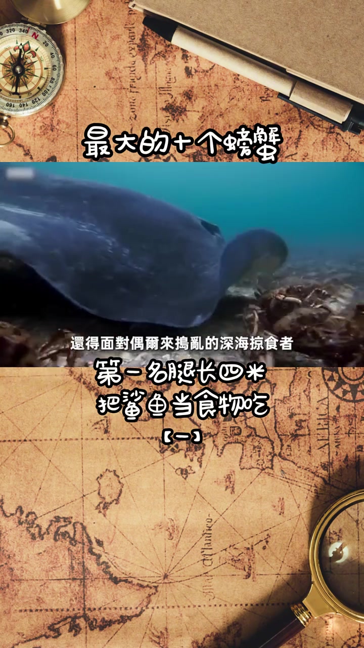 第250集|岛国恐怖巨型蜘蛛蟹!深海恐惧症 海洋生物