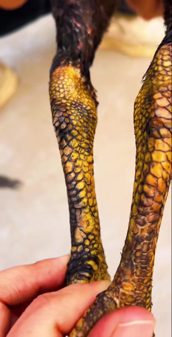 一只独麟怪脚嫩斗鸡