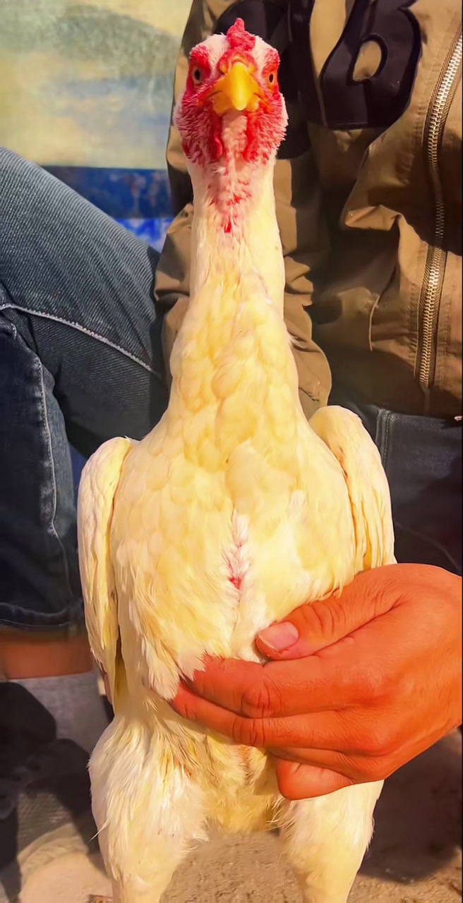 一只可以观赏的白龙母斗鸡