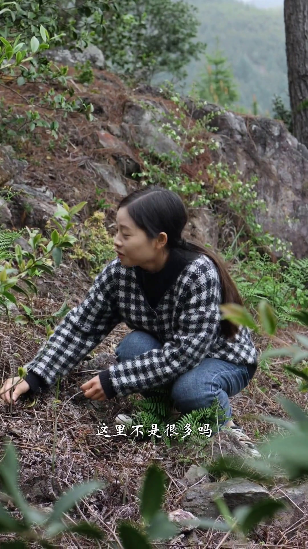你们野菜怎么吃?