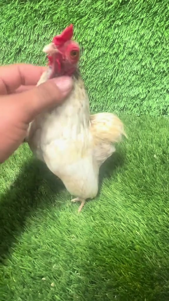 和鹌鹑一样大的宠物鸡袖珍鸡