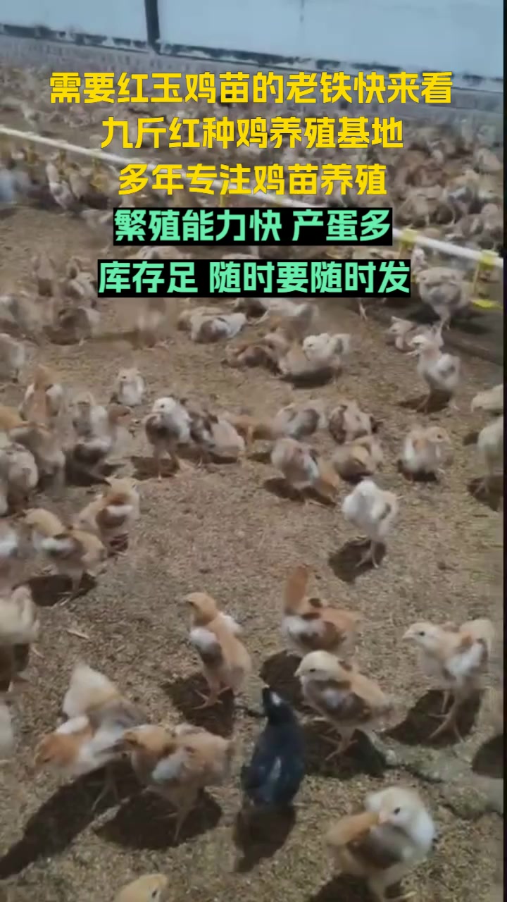 九斤红种鸡场,致力于红玉鸡苗的专业养殖,品质卓越。选择大红公