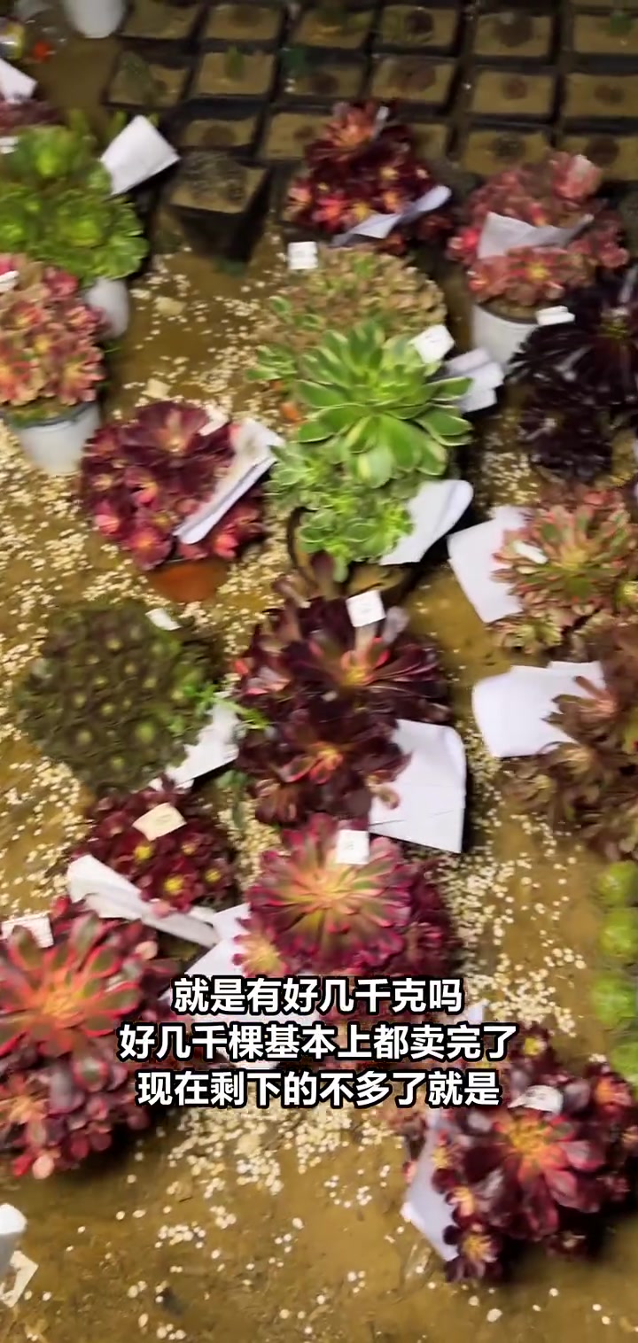 限量香妃法师植物,冬季生长旺盛,快来抢购!