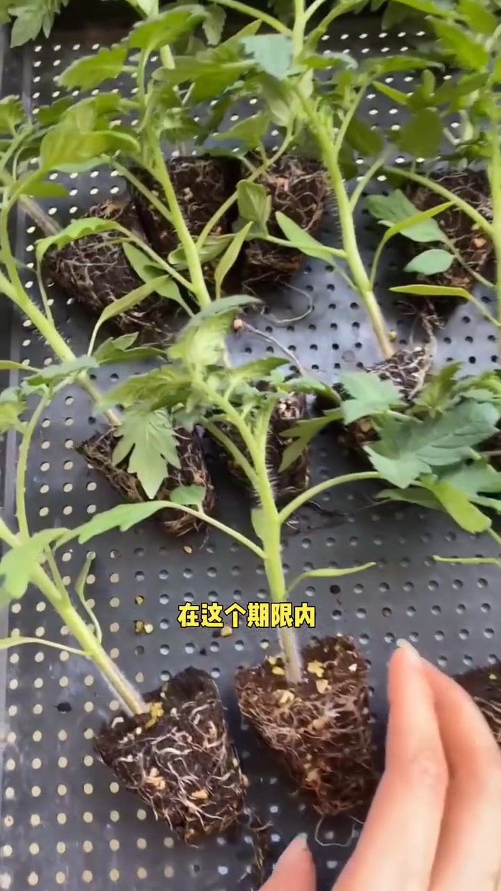 蔬菜种子的保存期限