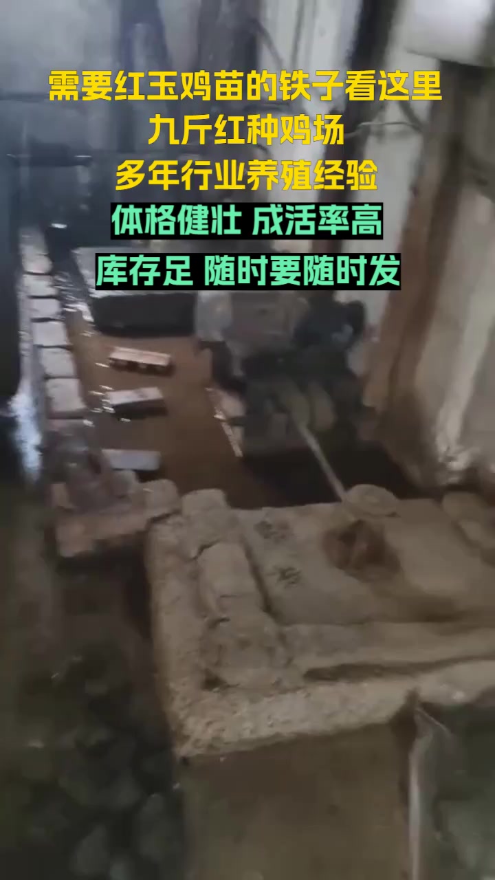 济宁市兖州区九斤红种鸡场,专业养殖红玉鸡苗,提供健康优质的鸡