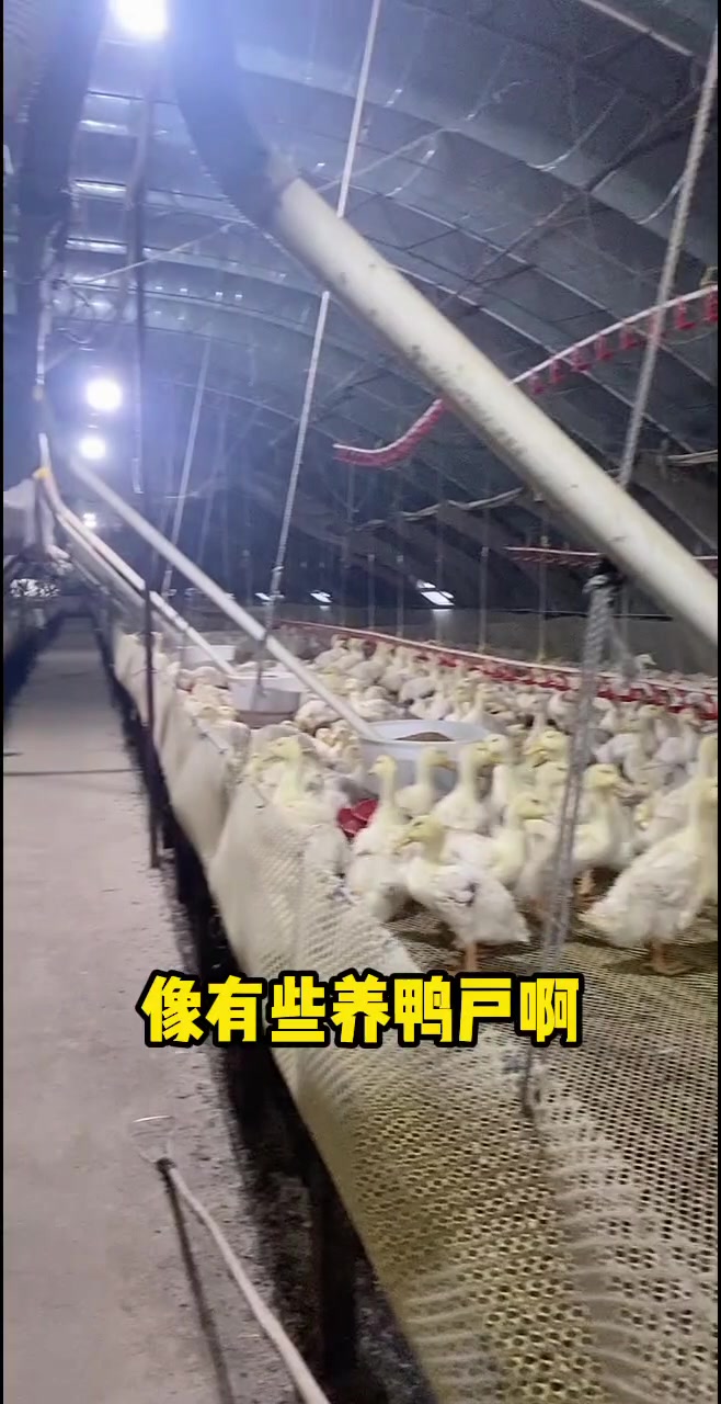 你家的鸭子还是一直感冒,根治不了?