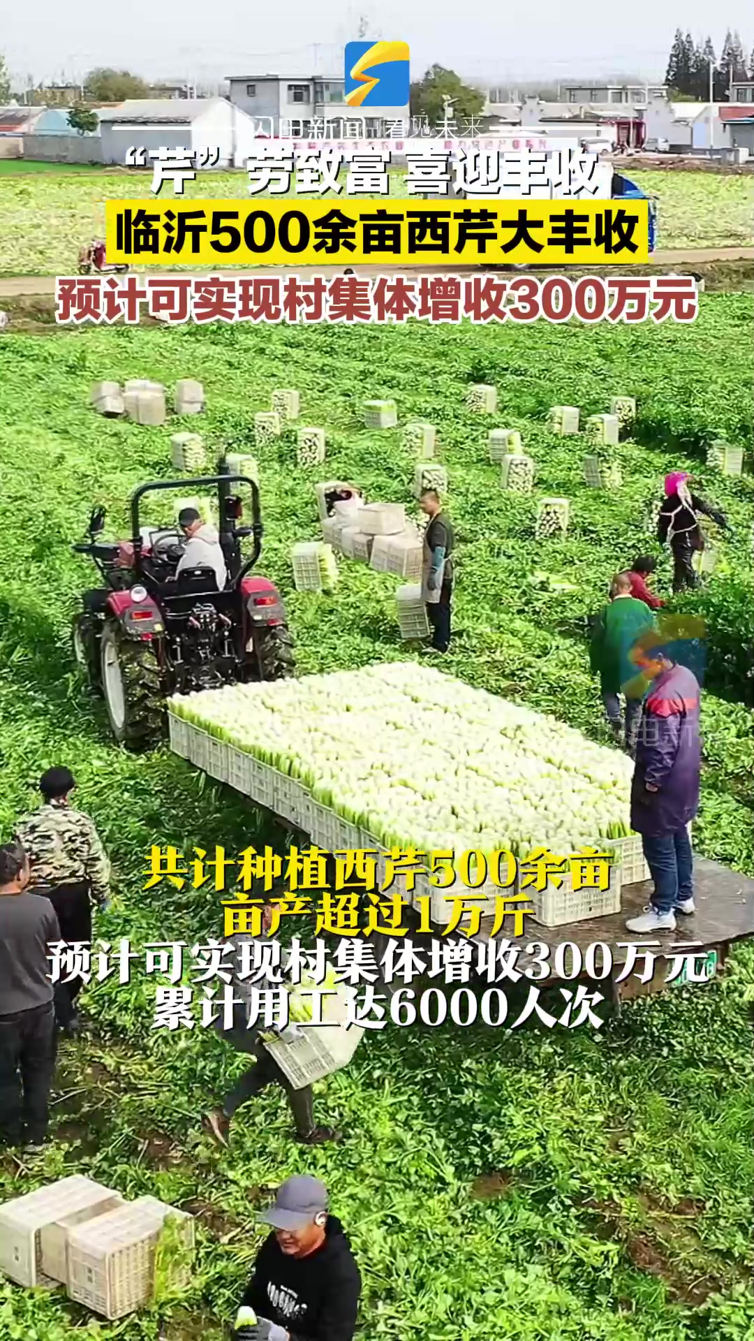 临沂500余亩西芹迎来丰收 预计可实现村集体增收300万元
