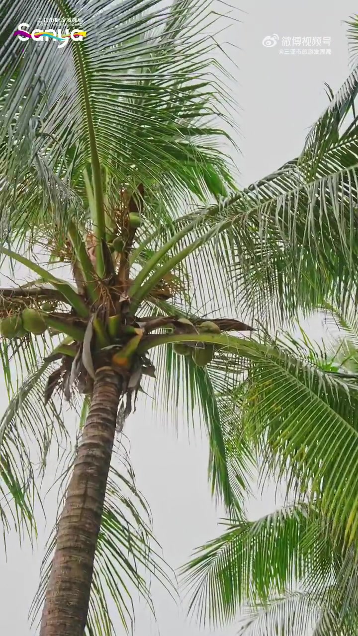 倒计时1天,运动会就要开始啦 运动当然要和美食作伴!椰子鸡、糟粕醋、老爸茶……选择困难症?
