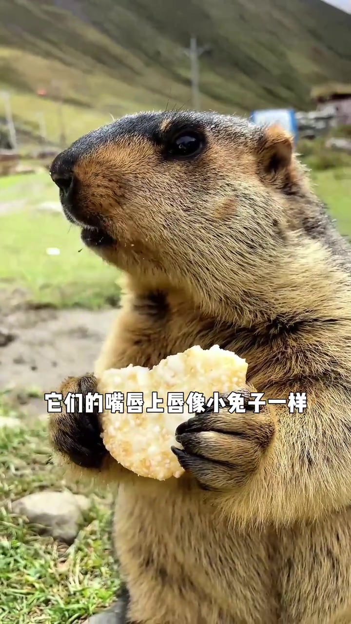 尖叫表情包网红土拨鼠 野外碰到千万躲远点