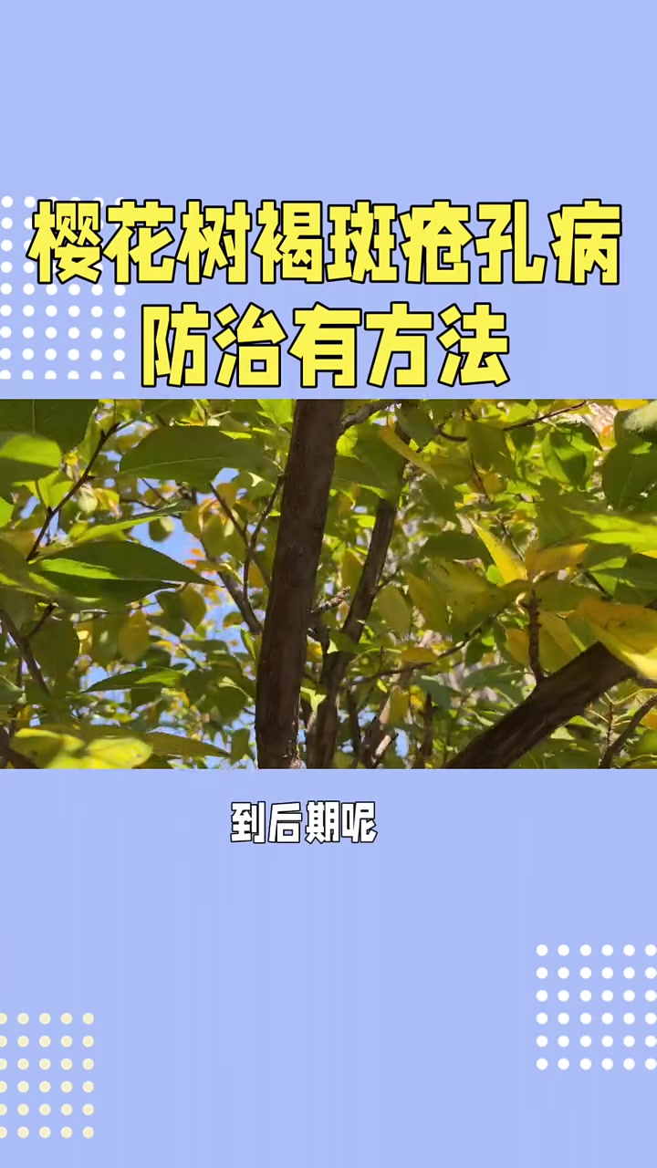 樱花树褐斑病防治有方法