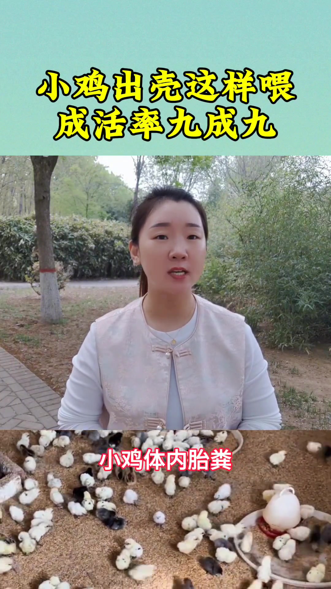 小鸡出壳这样喂,成活率高达九成九!