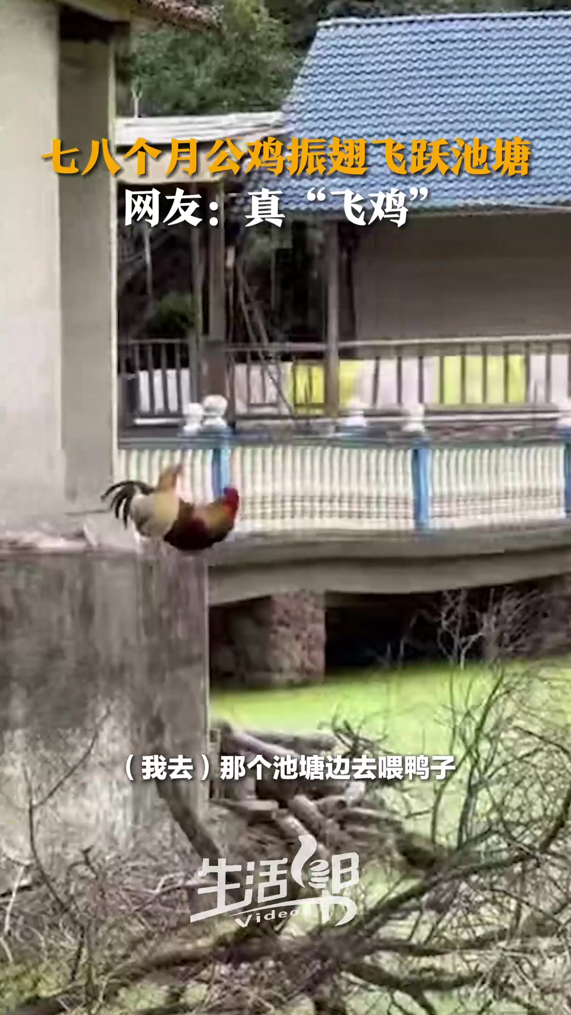 七八个月公鸡振翅飞跃池塘 网友:真“飞鸡”