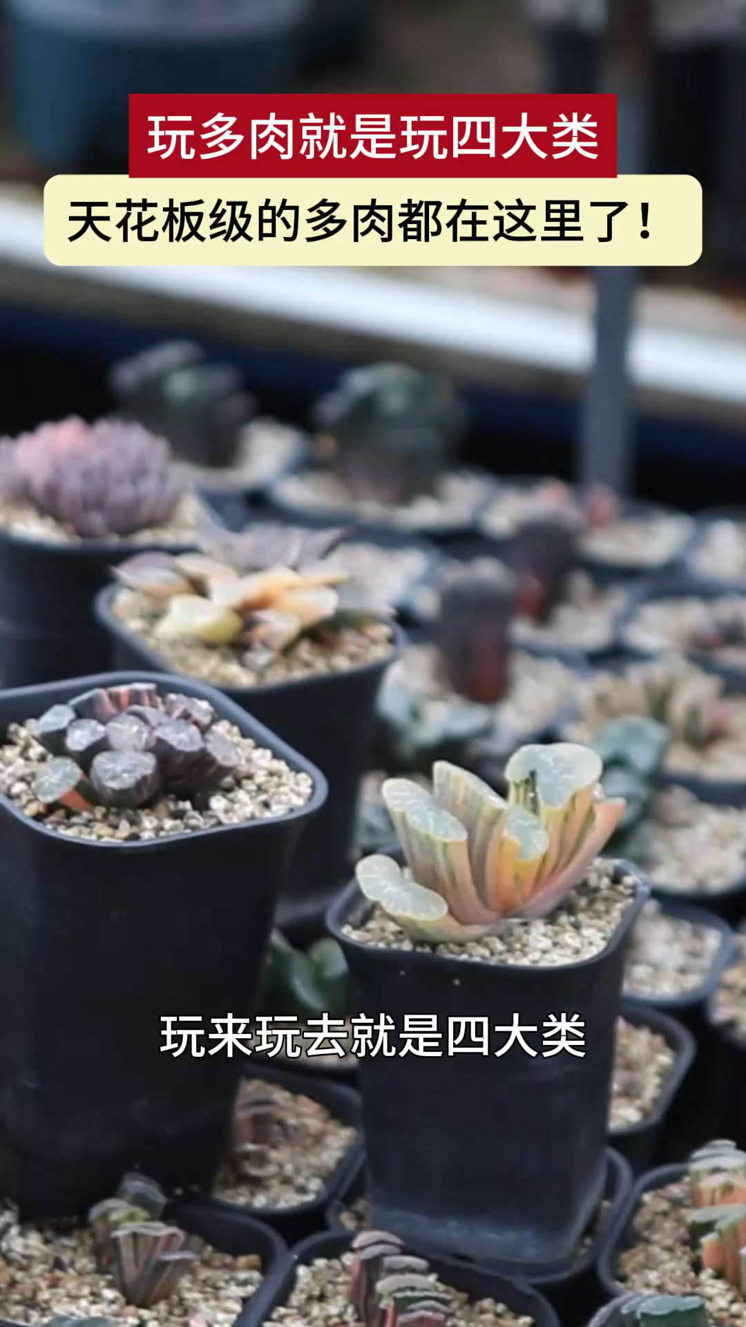 玩多肉就是玩四大类 天花板级的多肉都在这里了!