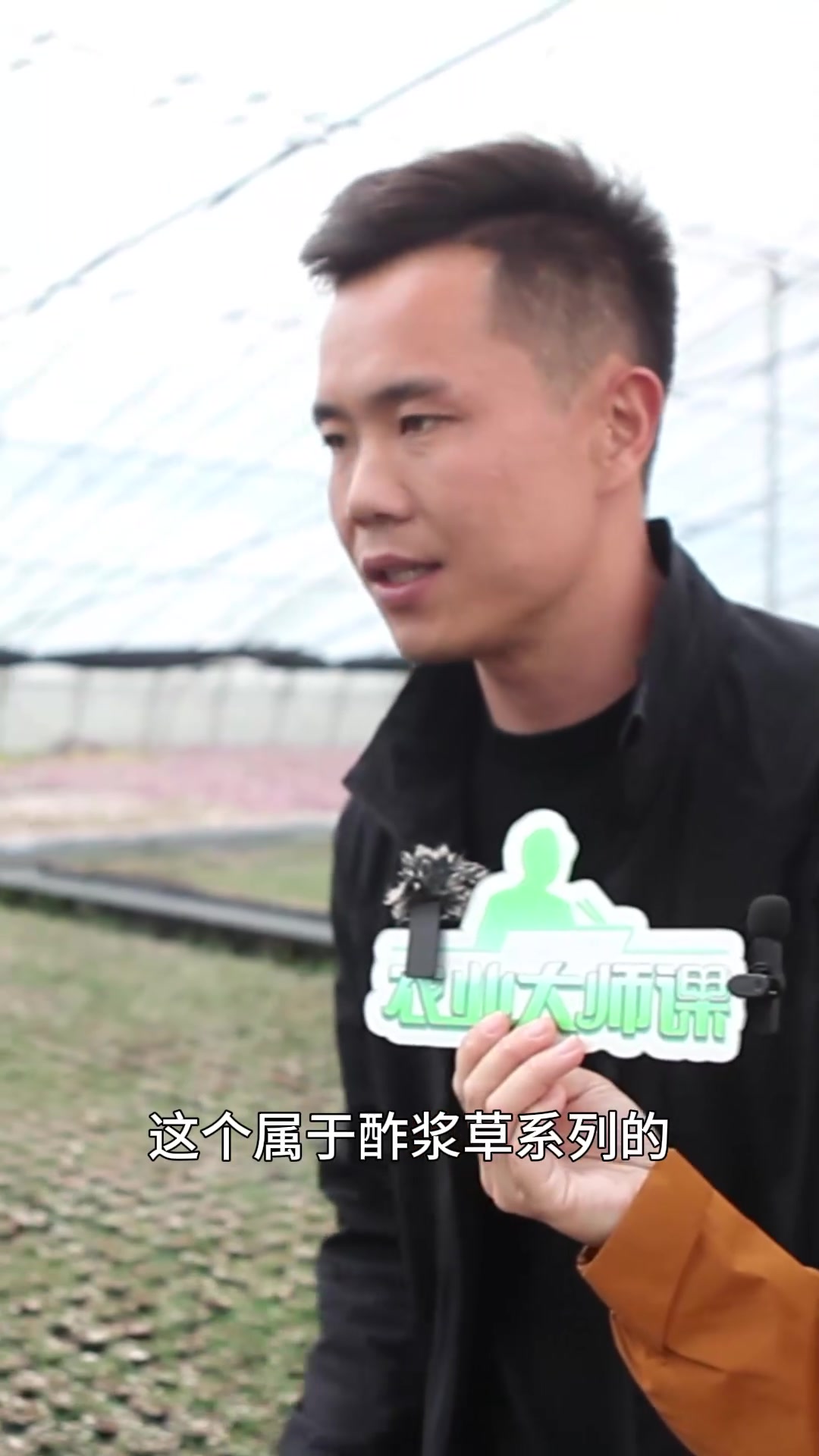 不多见的观花多肉 酢浆草粉色的花瓣萌到你了吗?