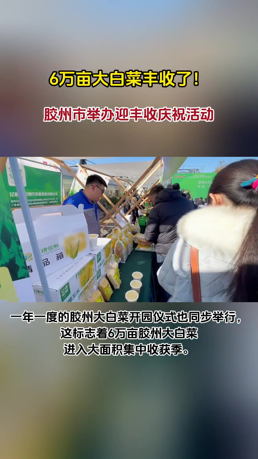 果然视频|6万亩大白菜丰收了!胶州市举办迎丰收庆祝活动