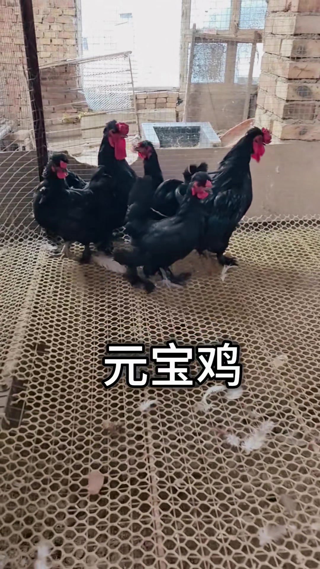 元宝鸡黑色元宝鸡