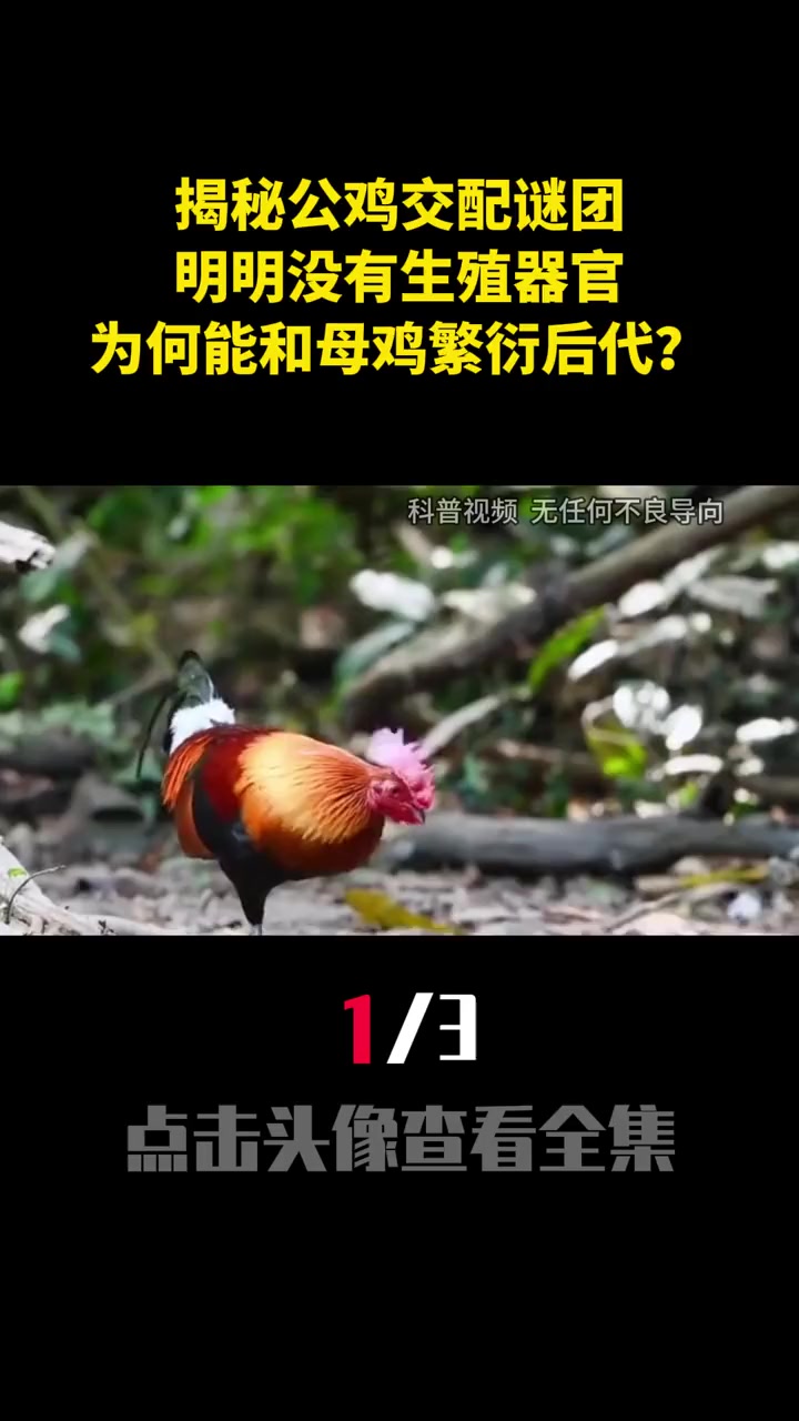 揭秘公鸡交配谜团,明明没有生殖器官,为何能和母鸡繁衍后代?